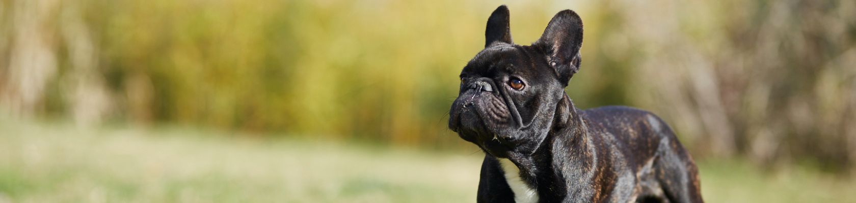 Dog Common skin diseases - 1 Dog Common skin diseases - 1